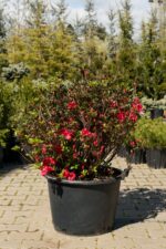 AZALEEA JAPONICA CLT.45