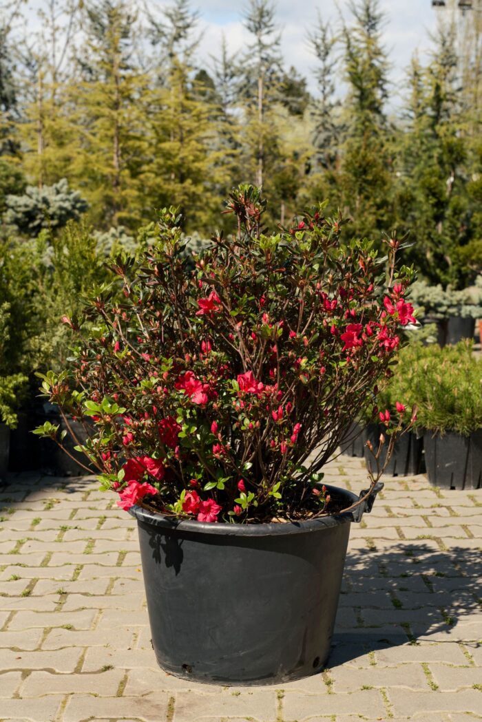 AZALEEA JAPONICA CLT.45 - imagine 1