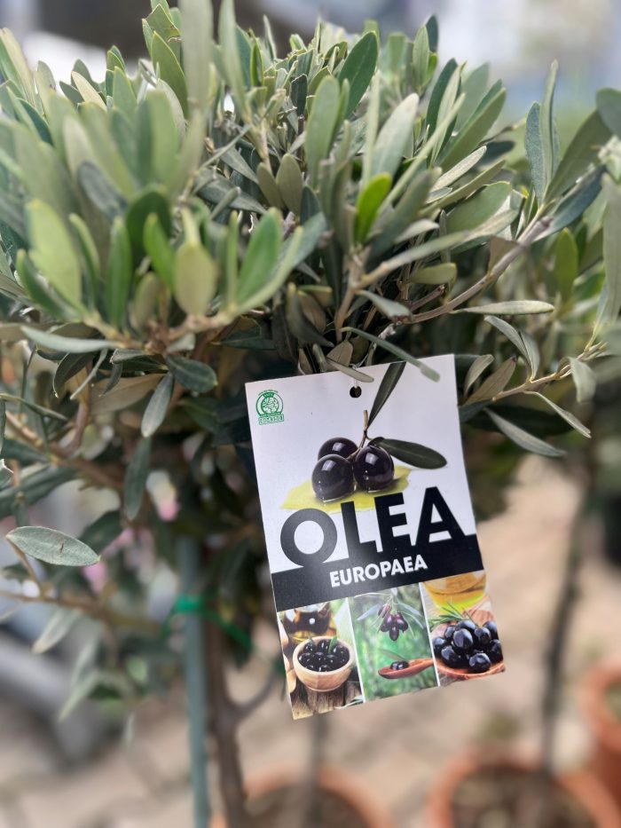 OLEA EUROPEA CLT.90 MEZZO FUSTO 16/18 - imagine 1