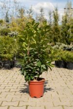 PRUNUS LAUROCERASUS CLT.15/30