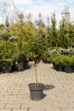 ROSA GARTEN STAMM VAS 27 CM