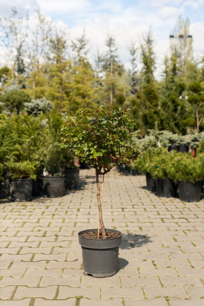 ROSA GARTEN STAMM VAS 27 CM - imagine 1