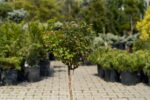 ROSA GARTEN STAMM VAS 27 CM - imagine 2